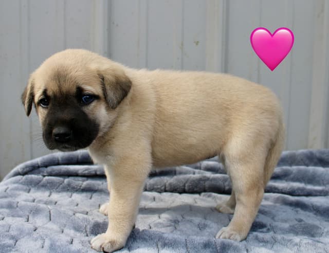 Anatolian Shepherd Dog Puppies media 12