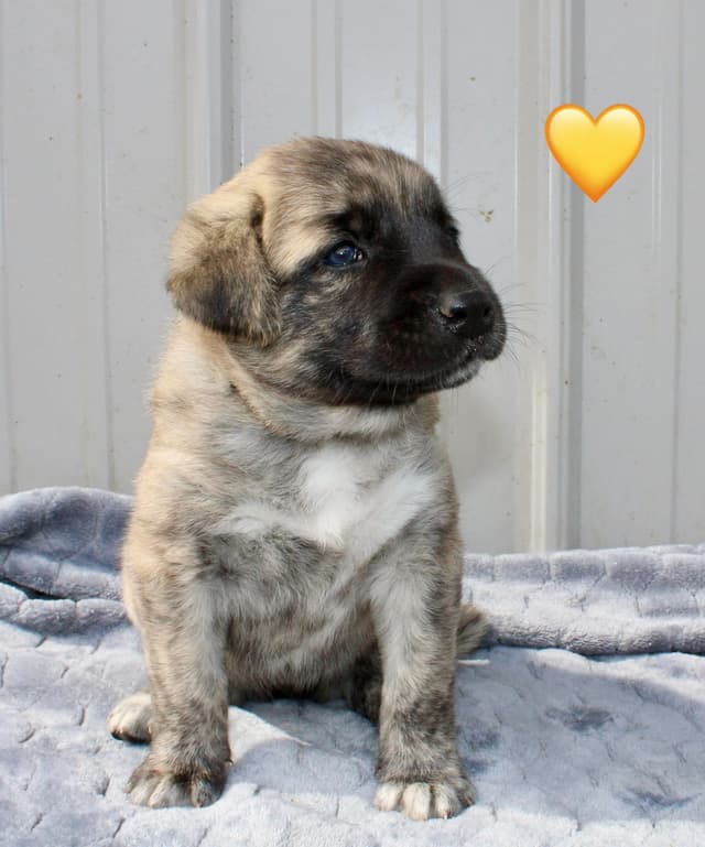 Anatolian Shepherd Dog Puppies media 13