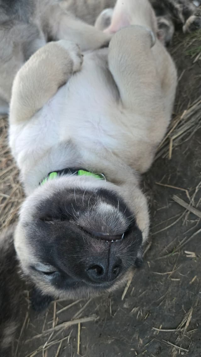 Anatolian Shepherd Dog Puppies media 14