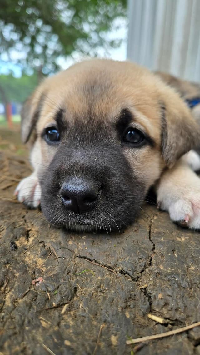 Anatolian Shepherd Dog Puppies media 15