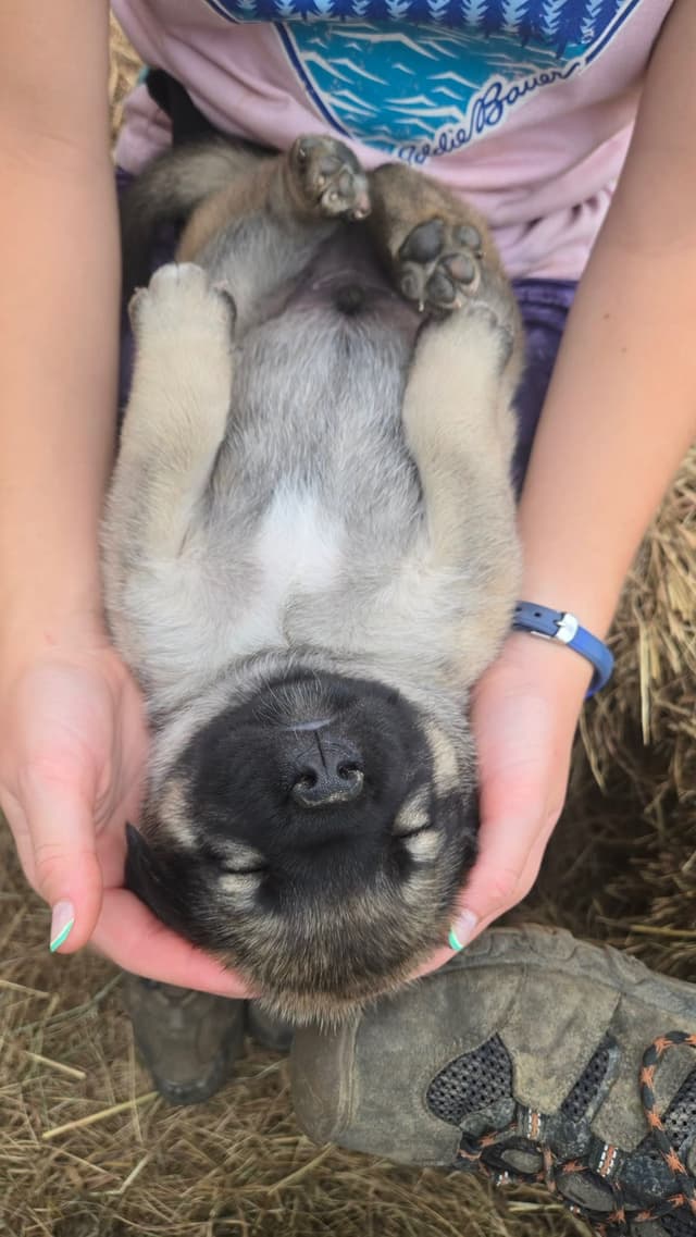 Anatolian Shepherd Dog Puppies media 16
