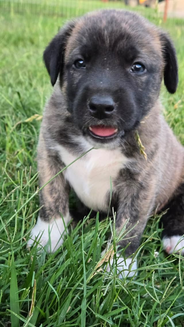 Anatolian Shepherd Dog Puppies media 17