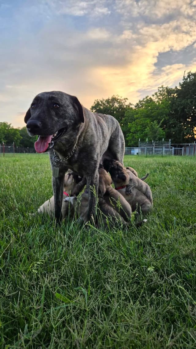 Anatolian Shepherd Dog Puppies media 18