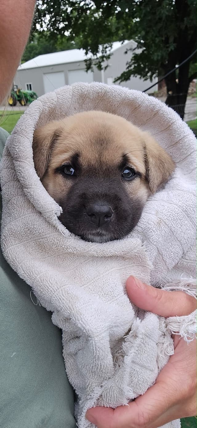 Anatolian Shepherd Dog Puppies media 19
