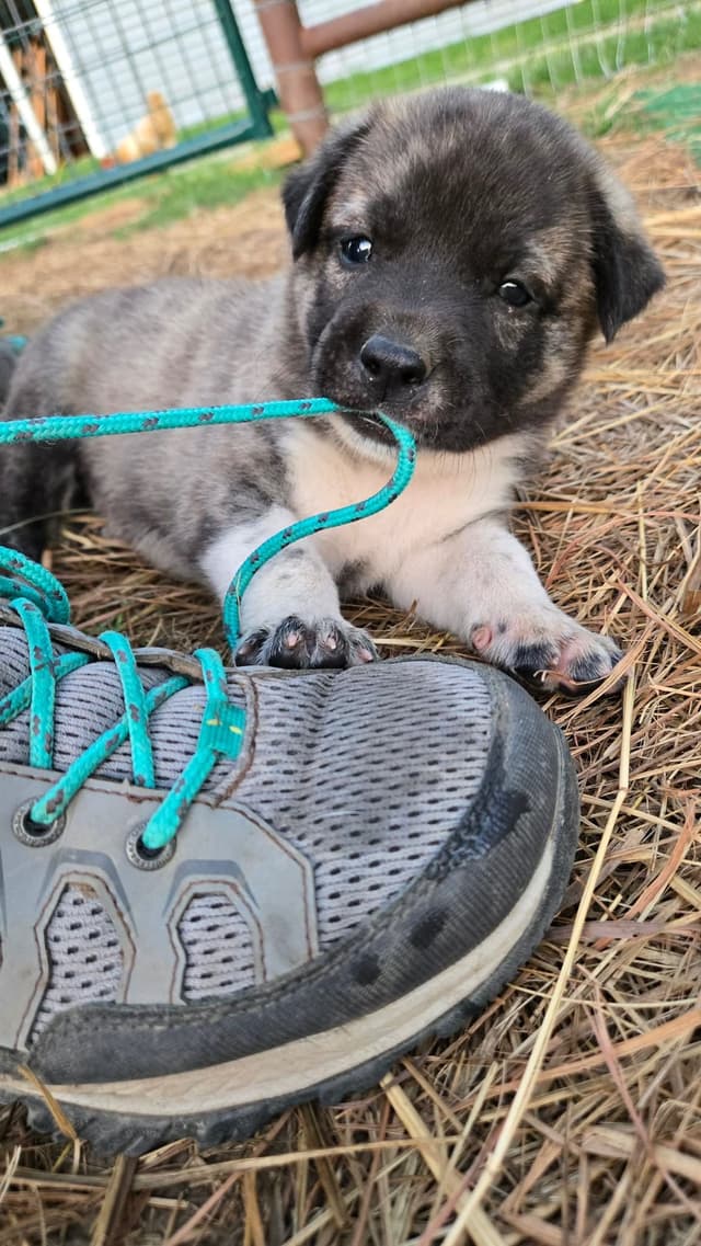 Anatolian Shepherd Dog Puppies media 20