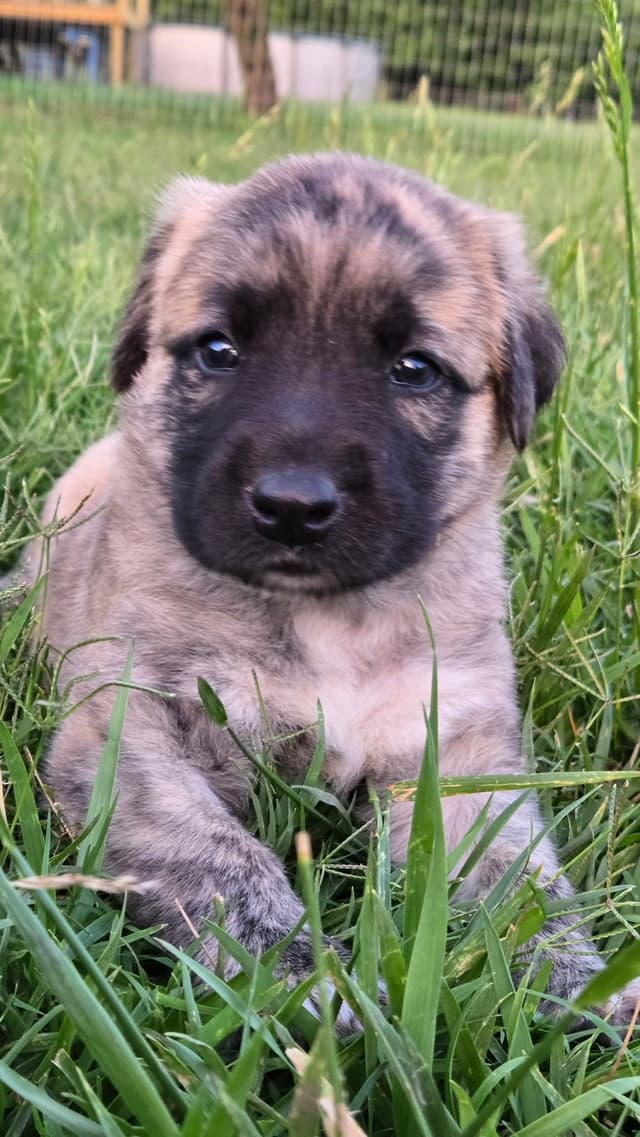 Anatolian Shepherd Dog Puppies media 21