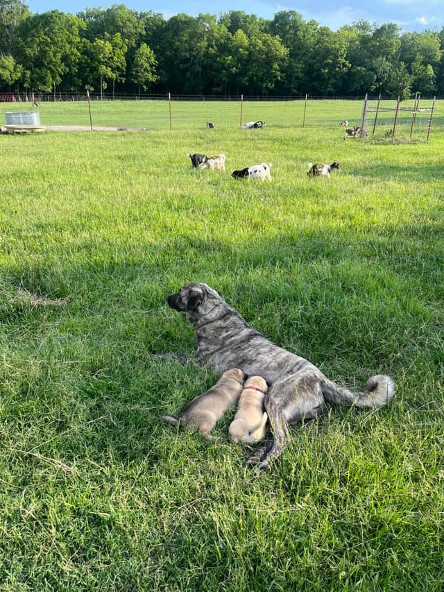 Anatolian Shepherd Dog Puppies media 23