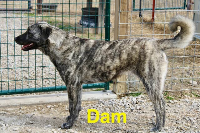 Anatolian Shepherd Dog Puppies media 24