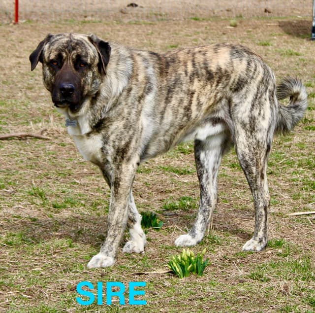 Anatolian Shepherd Dog Puppies media 25