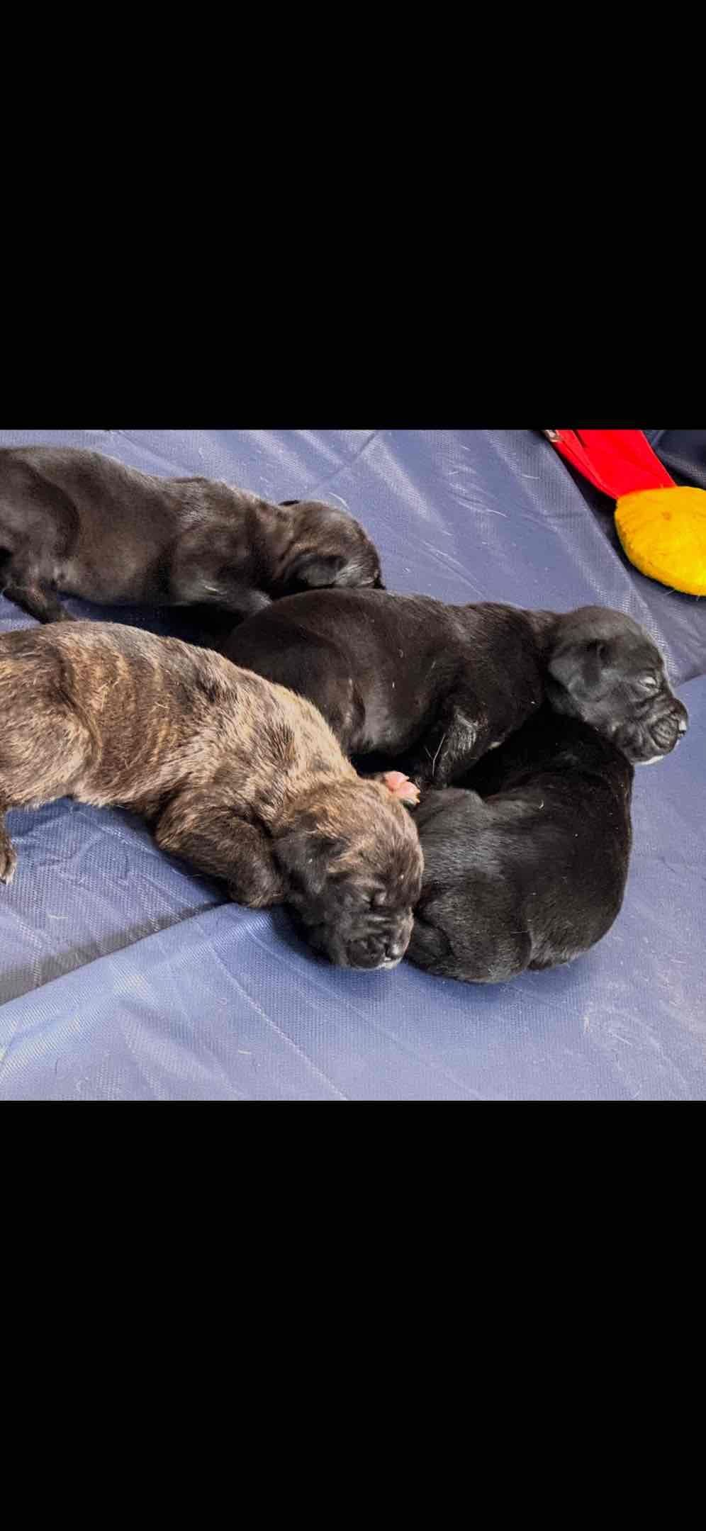 Cane Corso Puppies breeder image 1