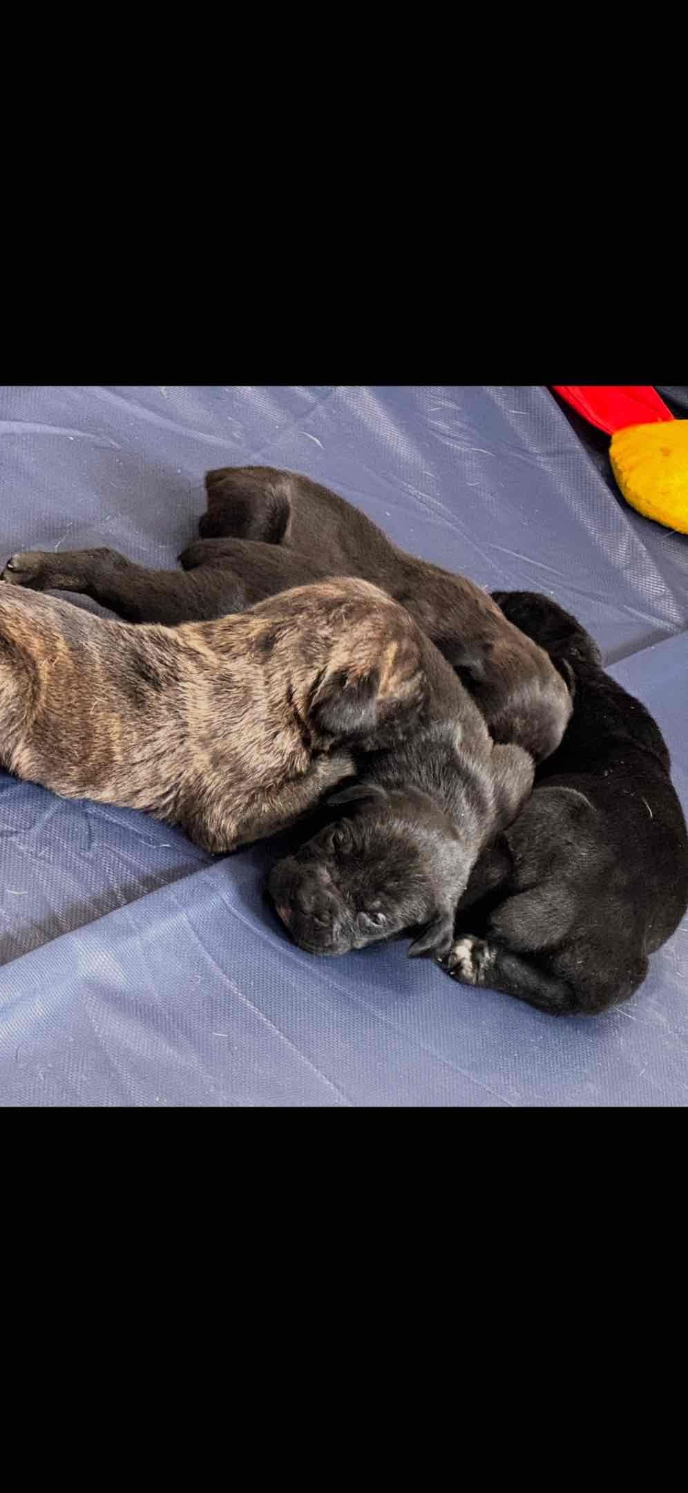 Cane Corso Puppies breeder image 2