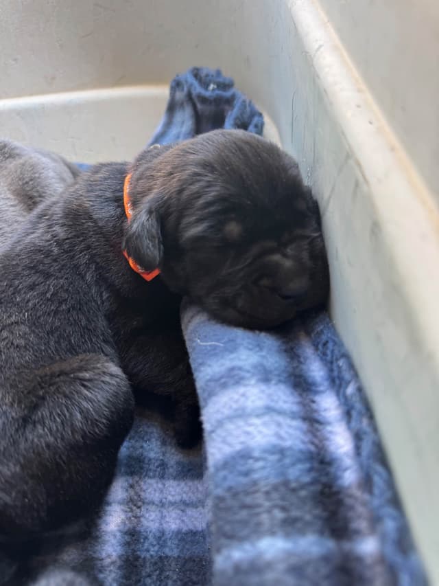 Cane Corso Puppies media 2