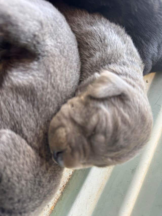Cane Corso Puppies media 3