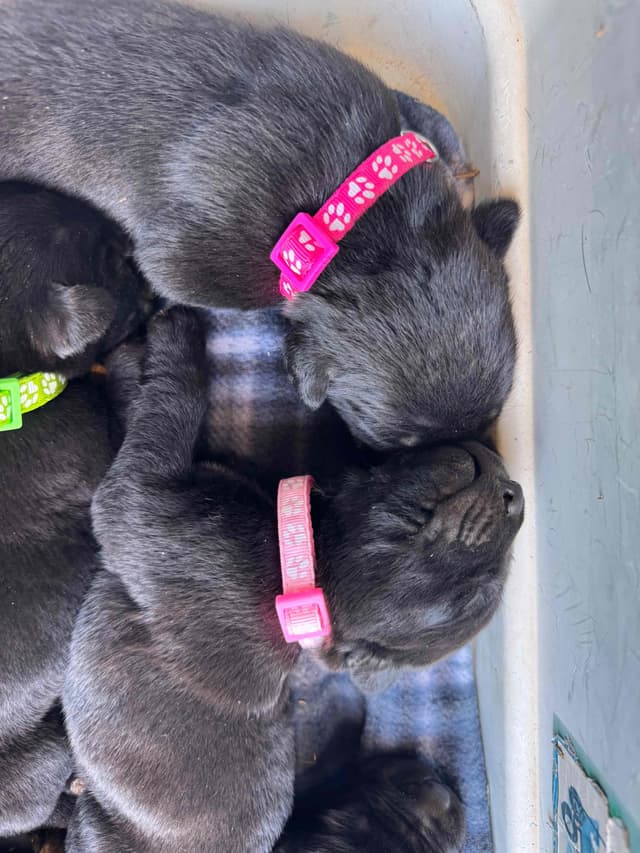 Cane Corso Puppies media 4