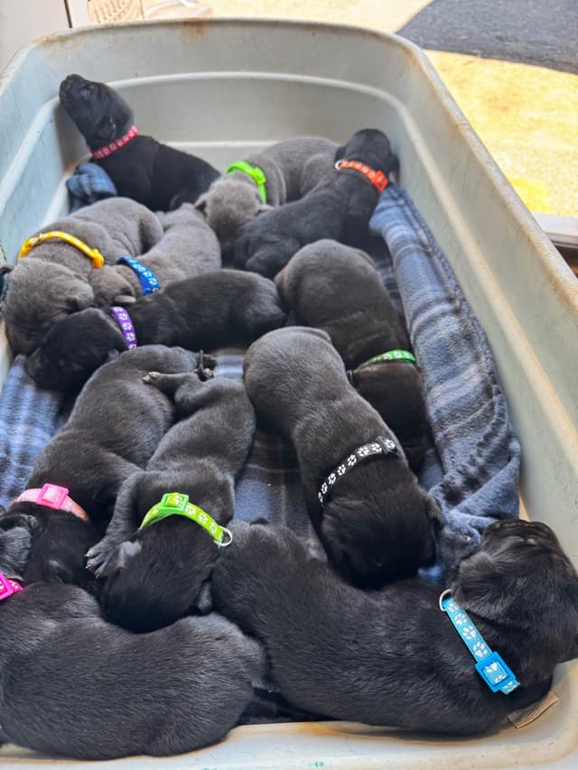 Cane Corso Puppies media 5