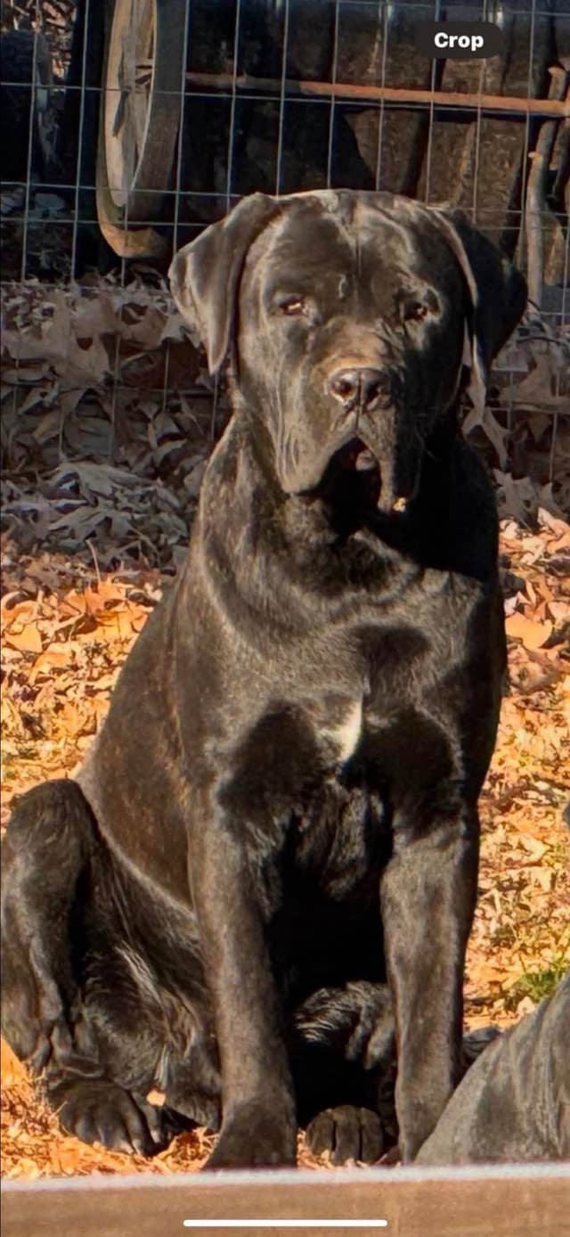 Cane Corso Puppies media 8