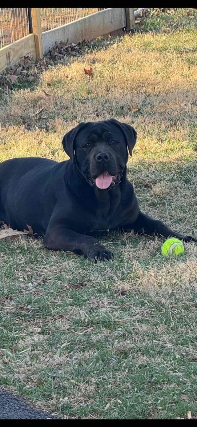 Cane Corso Puppies media 9