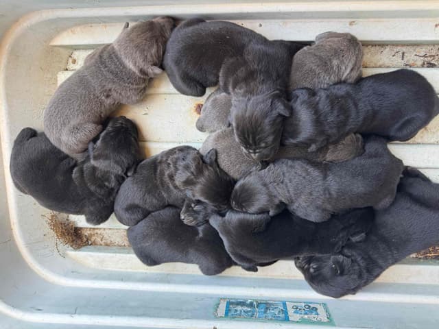 Cane Corso Puppies media 10