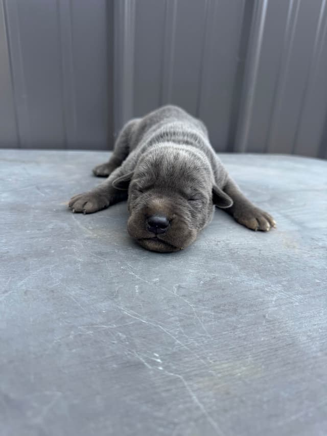 Cane Corso Puppies media 12
