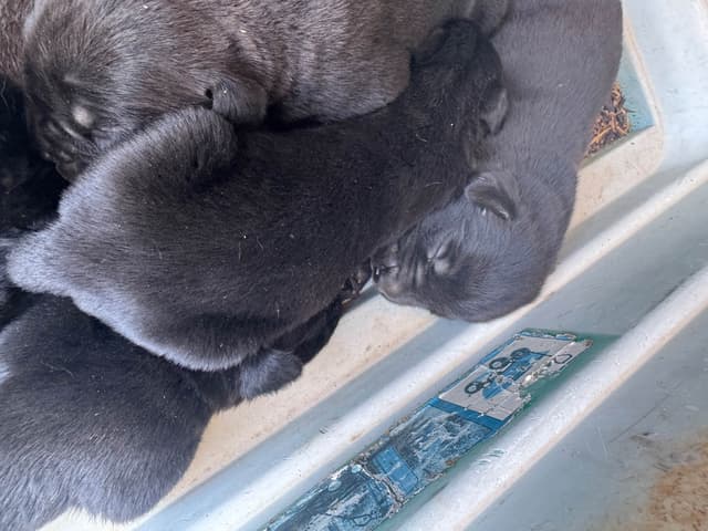 Cane Corso Puppies media 13