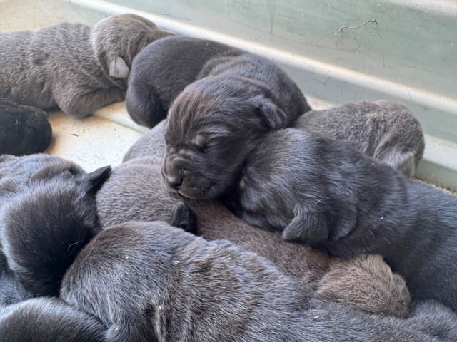 Cane Corso Puppies media 11