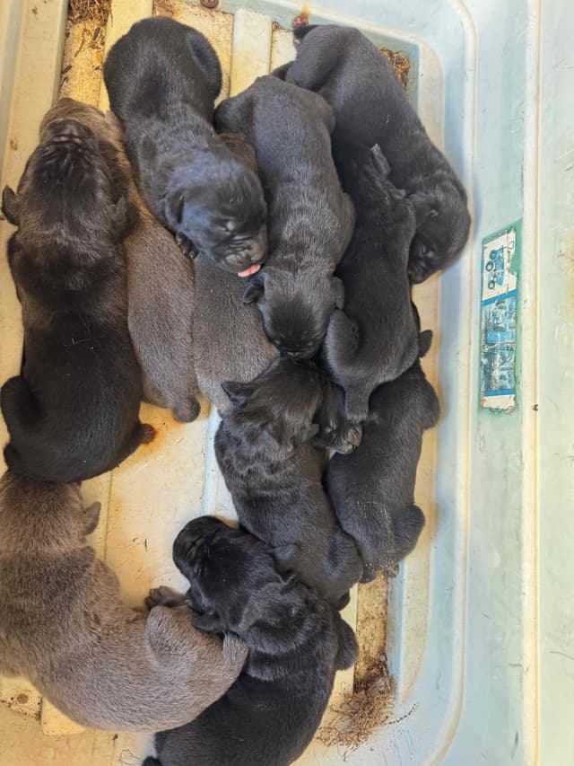 Cane Corso Puppies media 14