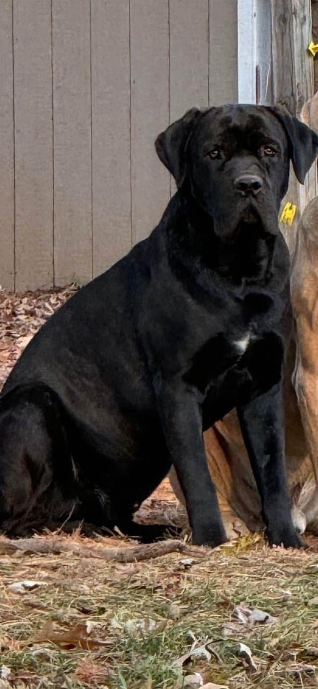 Cane Corso Puppies media 15