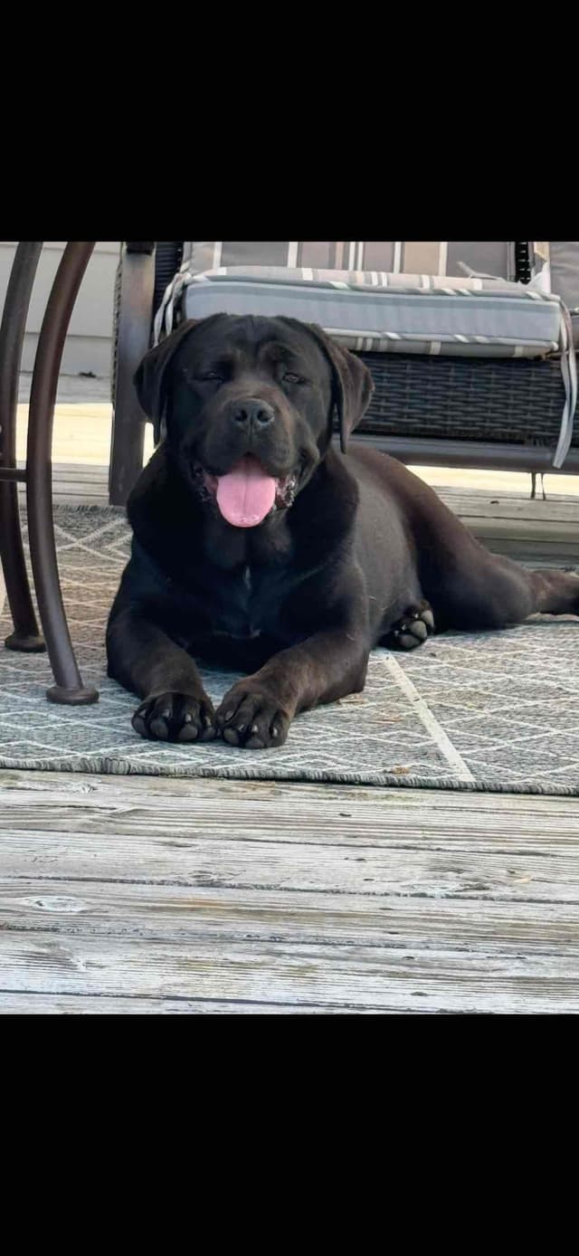 Cane Corso Puppies media 16