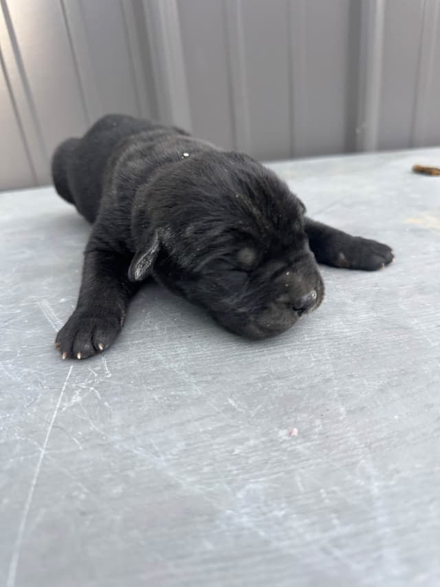 Cane Corso Puppies media 17