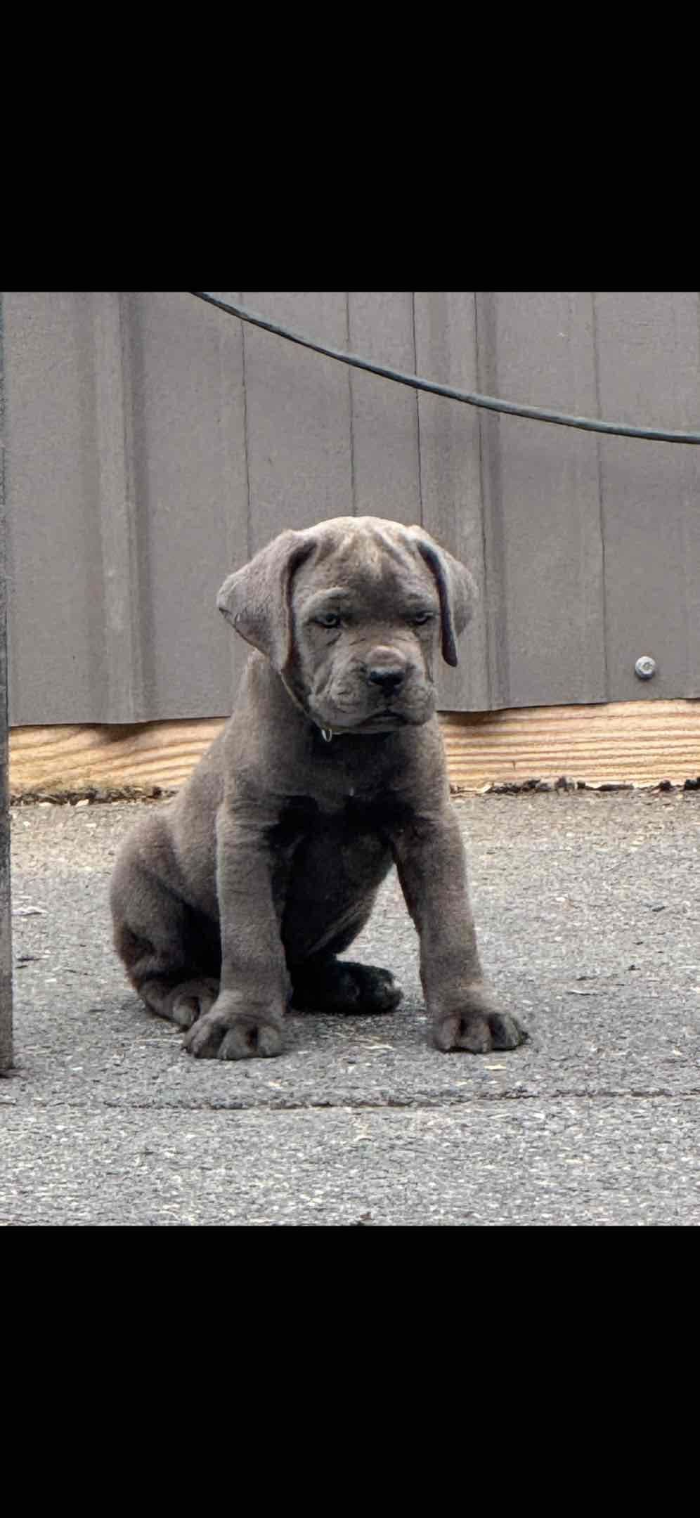 Cane Corso Puppies breeder image 4