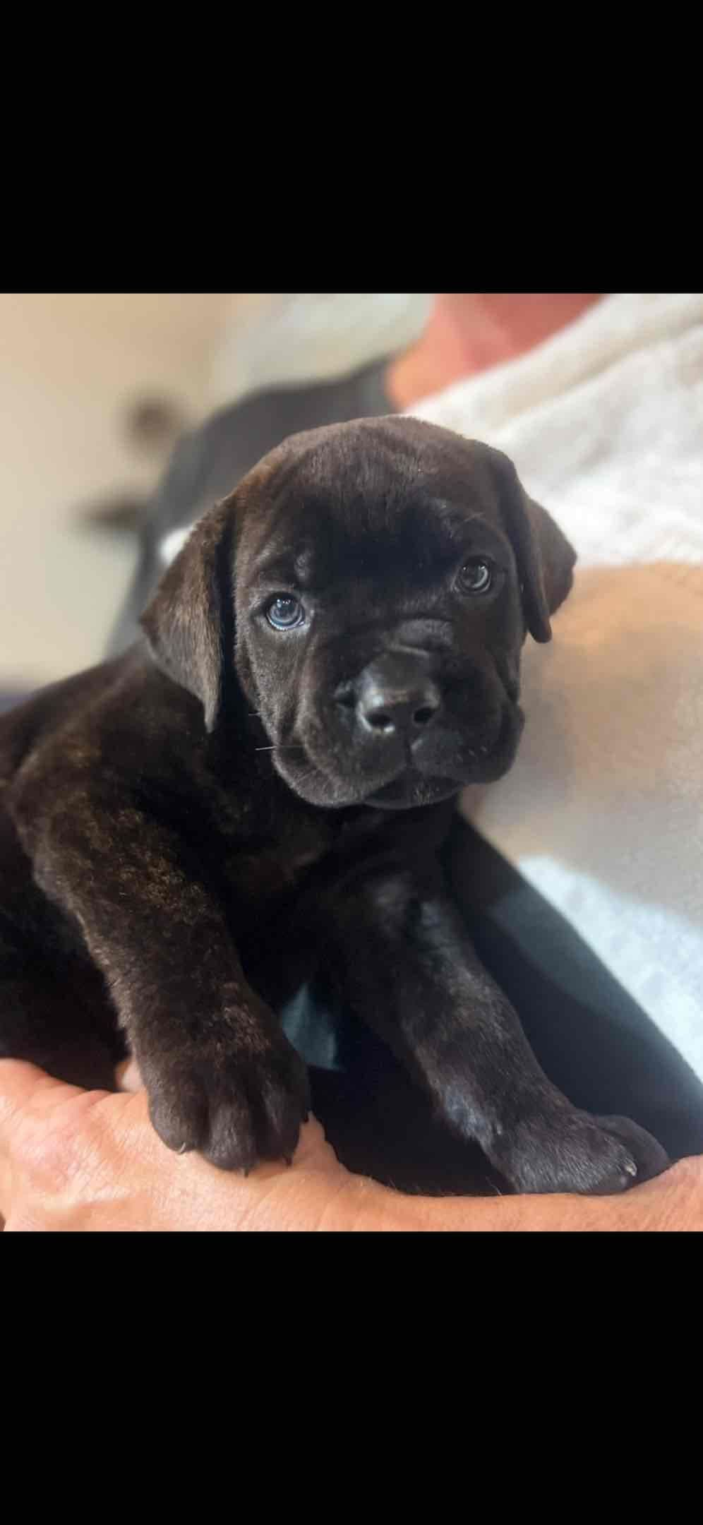 Cane Corso Puppies breeder image 6