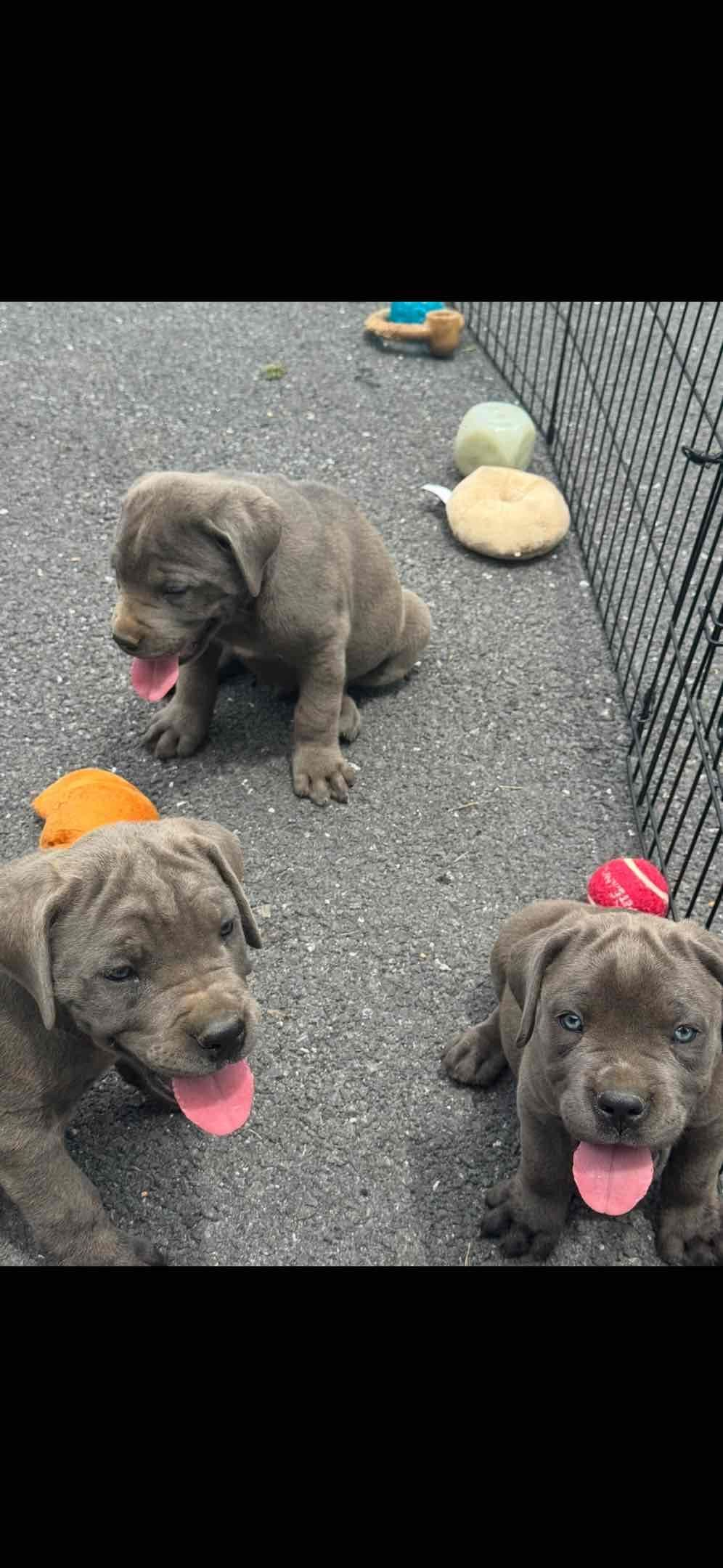 Cane Corso Puppies breeder image 7