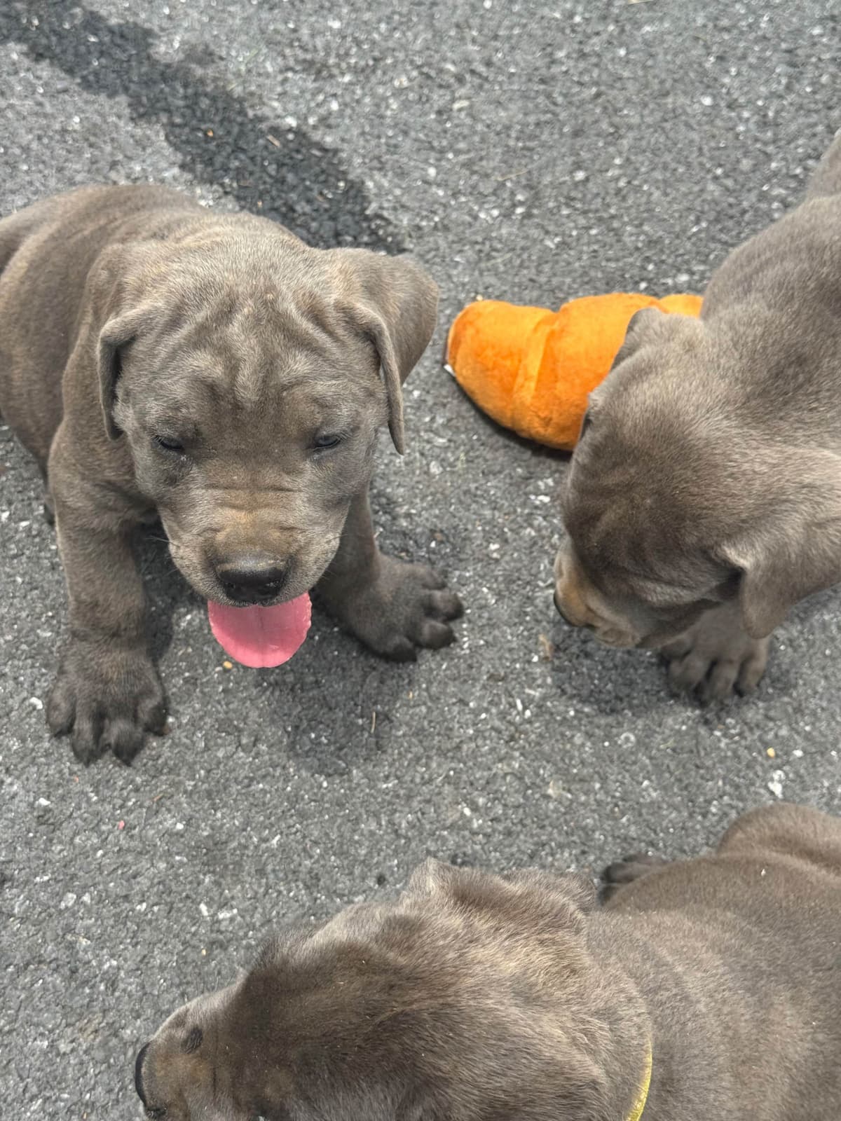 Cane Corso Puppies breeder image 9