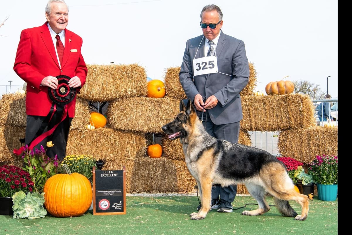 German Shepherd Dog Puppies-Parents are Champions and Health Tested. breeder image 10