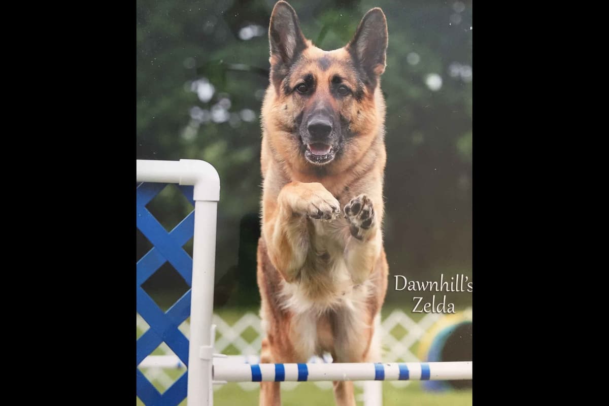 German Shepherd Dog Puppies-Parents are Champions and Health Tested. breeder image 5