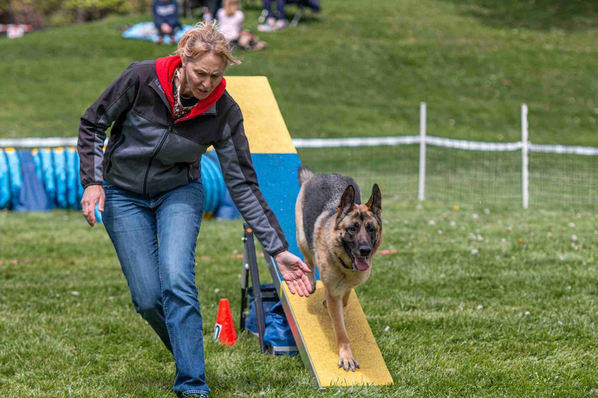 German Shepherd Dog Puppies-Parents are Champions and Health Tested. breeder image 6