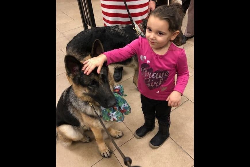 German Shepherd Dog Puppies-Parents are Champions and Health Tested. breeder image 7