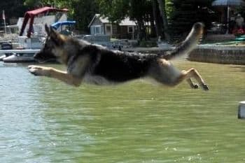 German Shepherd Dog Puppies-Parents are Champions and Health Tested. breeder image 9