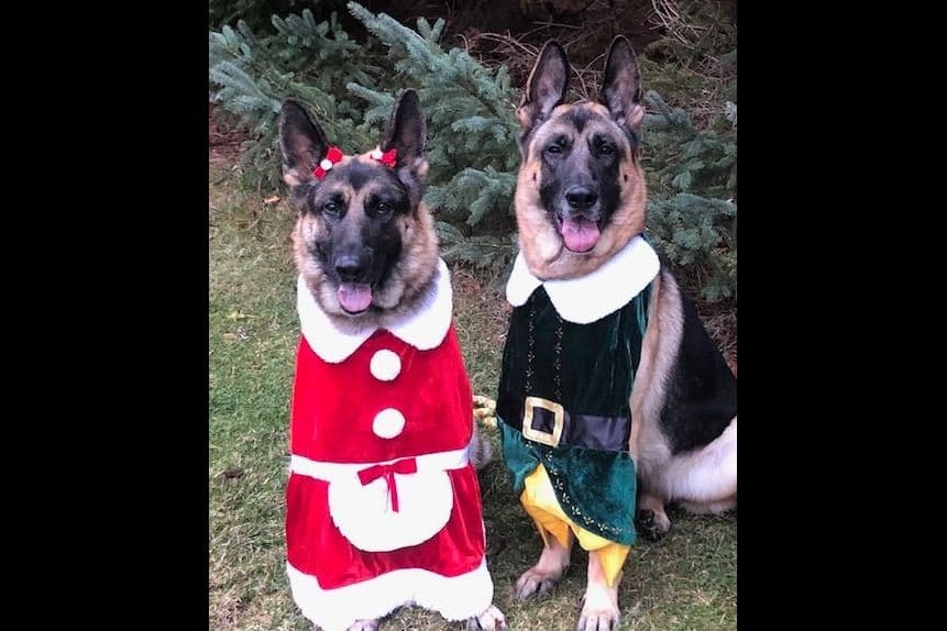 German Shepherd Dog Puppies-Parents are Champions and Health Tested. breeder image 13