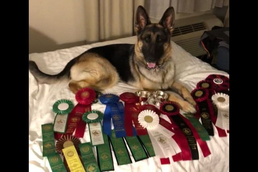 German Shepherd Dog Puppies-Parents are Champions and Health Tested. breeder image 15