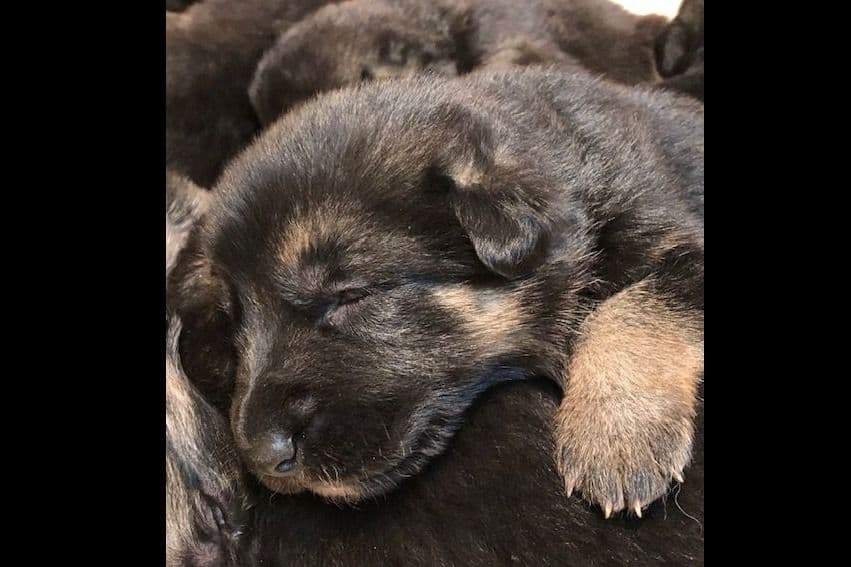 German Shepherd Dog Puppies-Parents are Champions and Health Tested. breeder image 17