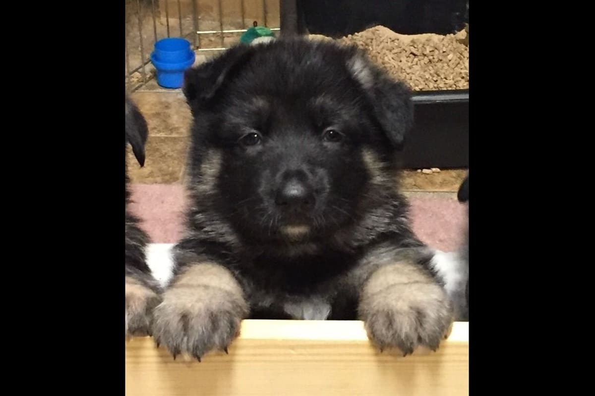 German Shepherd Dog Puppies-Parents are Champions and Health Tested. breeder image 18