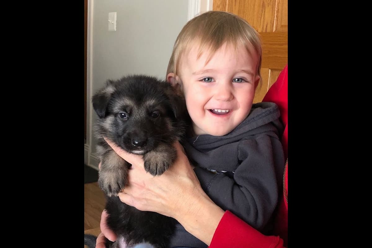 German Shepherd Dog Puppies-Parents are Champions and Health Tested. breeder image 19