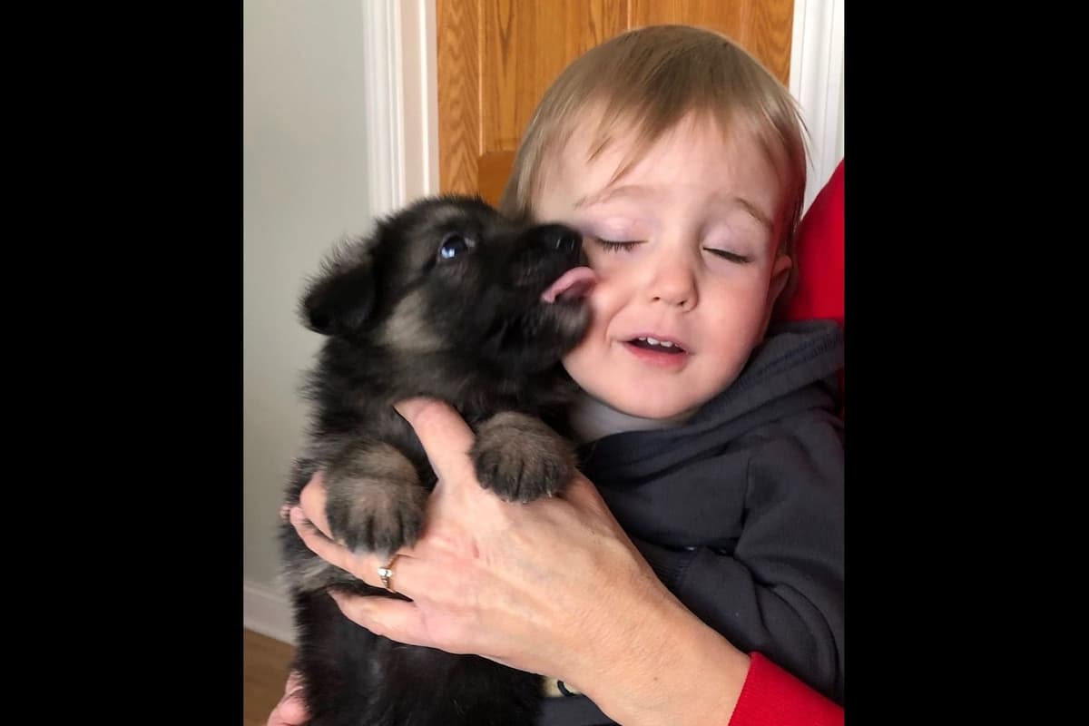 German Shepherd Dog Puppies-Parents are Champions and Health Tested. breeder image 20