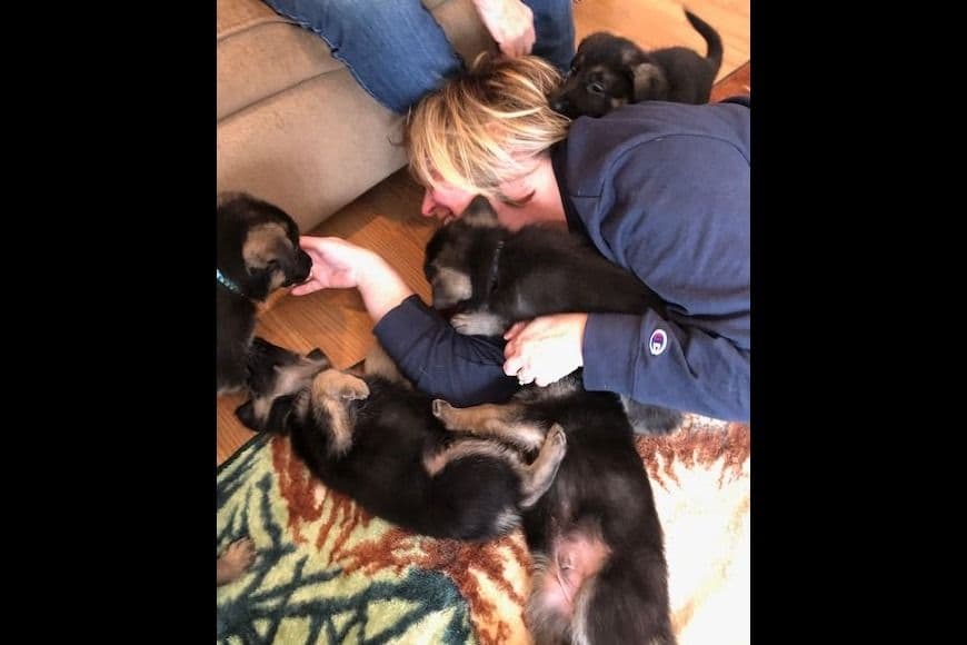 German Shepherd Dog Puppies-Parents are Champions and Health Tested. breeder image 22