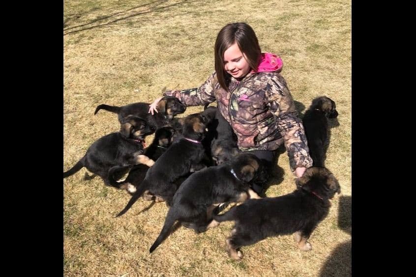 German Shepherd Dog Puppies-Parents are Champions and Health Tested. breeder image 23