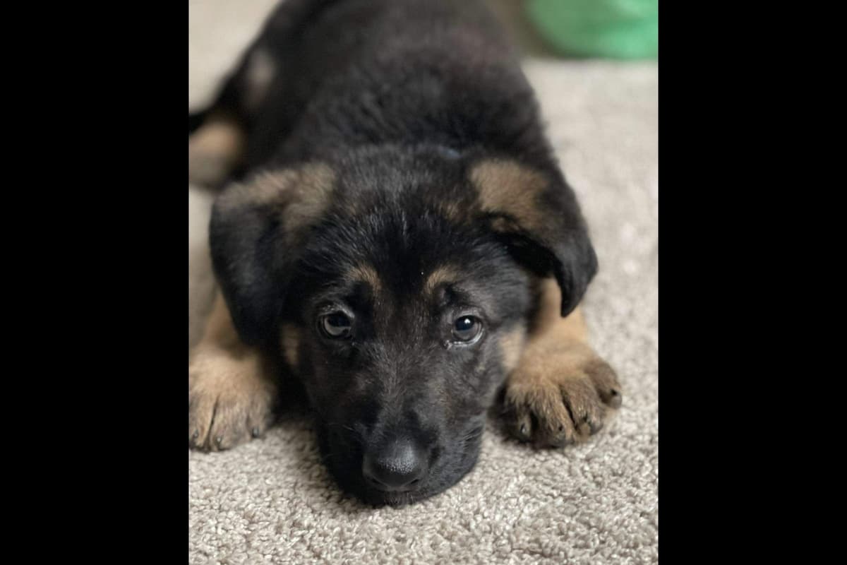 German Shepherd Dog Puppies-Parents are Champions and Health Tested. breeder image 24