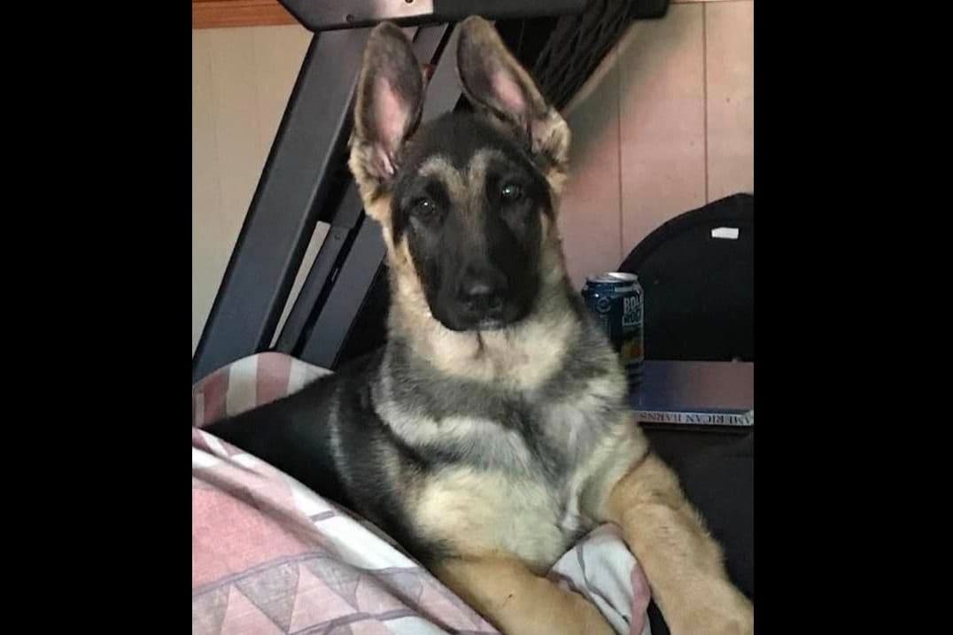 German Shepherd Dog Puppies-Parents are Champions and Health Tested. breeder image 25