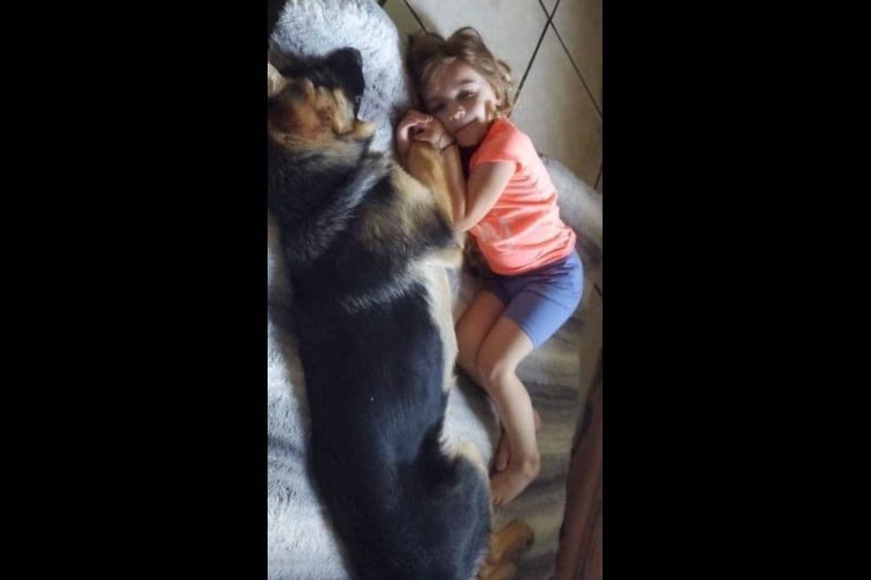 German Shepherd Dog Puppies-Parents are Champions and Health Tested. breeder image 27