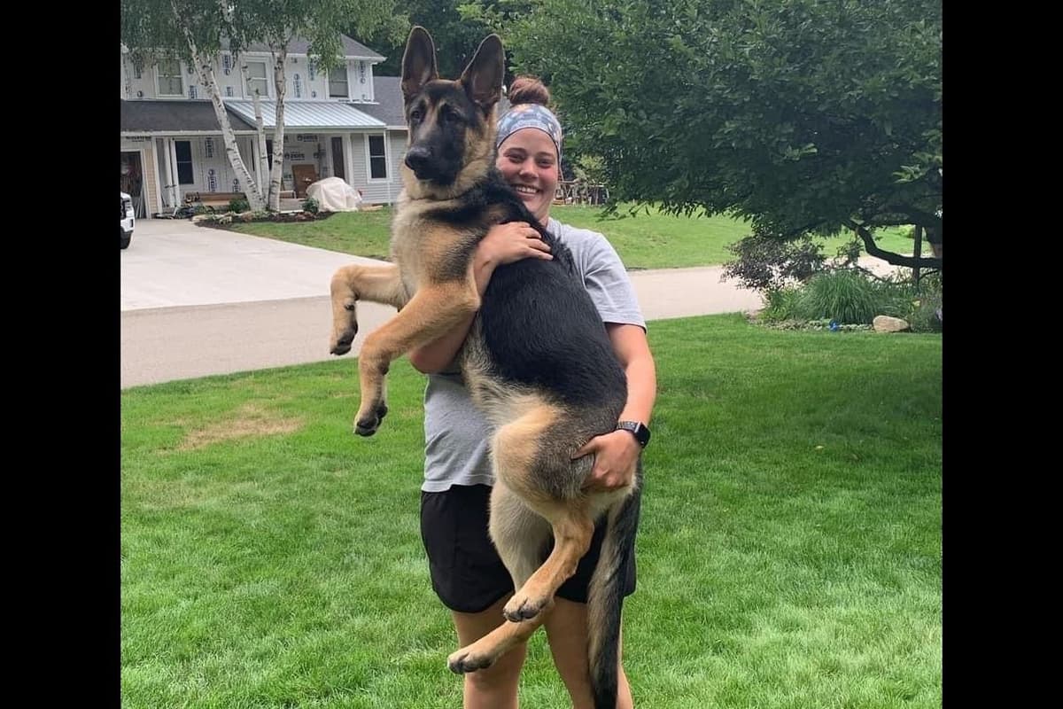 German Shepherd Dog Puppies-Parents are Champions and Health Tested. breeder image 28